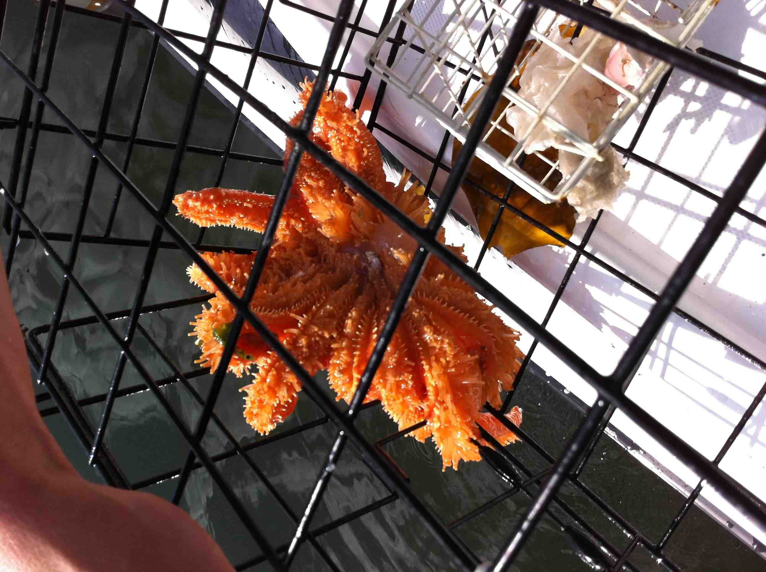 Photo-Seastar.jpg